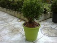Buxus